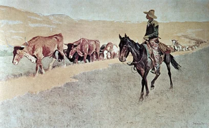 Trailing Texas Longhorns