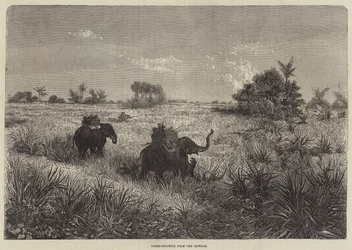 Indien und der Prinz von Wales, Tigerjagd vom Howdah aus