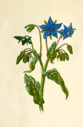 Borretsch, 1877