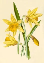Narzisse, 1877.