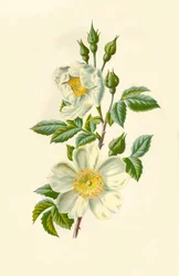 Feldrose, 1877.