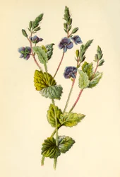 Gamander-Ehrenpreis, 1877