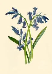 Hyazinthe, 1877.