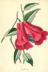 Lapageria