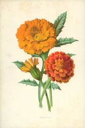 Ringelblume
