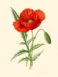 Scharlachroter Mohn, 1877