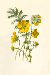 Gänsefingerkraut, 1877