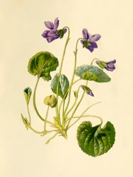 Duftveilchen, 1877