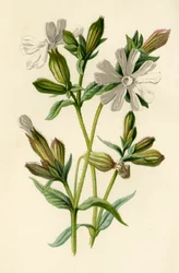Weiße Lichtnelke, 1877