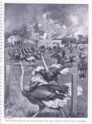 Die Zerstörung von Dr. Smarts Farm und das Freilassen der Strauße, aus After Pretoria: Der Guerillakrieg veröffentlicht von Harmsworth Bros Limited, 1901