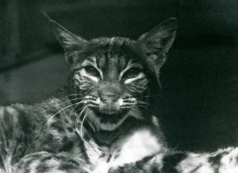 Ein Baby-Luchs leckt sich die Lippen, Londoner Zoo, Juni 1925