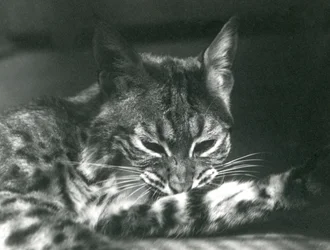 Ein Bay-Luchs, der sich pflegt