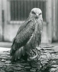 Ein Schwarzmilan ruht auf einem Baumstamm, Londoner Zoo, August 1926