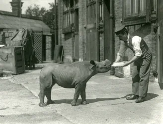 Ein Spitzmaulnashornkalb wird von seinem Pfleger mit der Flasche gefüttert, Londoner Zoo, September 1928