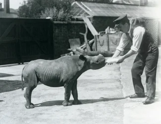 Ein Spitzmaulnashornkalb wird von seinem Pfleger im Londoner Zoo mit der Flasche gefüttert, September 1928