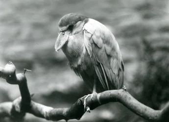 Ein Bootsschnabelreiher, der auf einem Ast im Londoner Zoo sitzt, Juni 1924