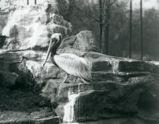 Ein Braunpelikan, der auf Felsen im Londoner Zoo im Juni 1927 steht