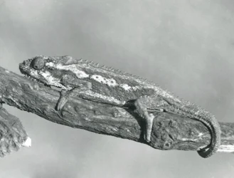 Ein Kap-Zwergchamäleon, das sich an einem Ast festhält, Londoner Zoo, 1927