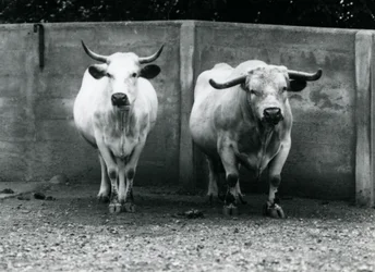 Ein Chartley-Bulle und eine Kuh im Londoner Zoo, Juli 1924