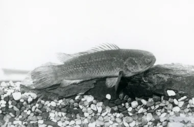 Ein Kletterfisch ruht auf Felsen und Kies am Boden seines Tanks, im Wasser im London Zoo, September 1928