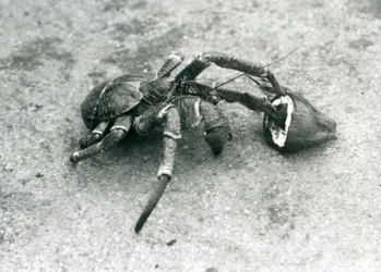 Eine Kokosnusskrabbe, oder Räuberkrabbe, frisst eine Kokosnuss, Londoner Zoo, Juli 1927