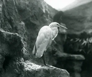 Ein Silberreiher steht auf einem Felsen im Londoner Zoo, September 1927