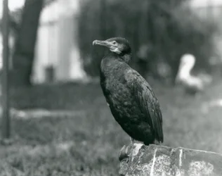 Ein Kormoran im Londoner Zoo, September 1927