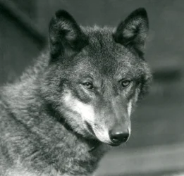 Ein Grauwolf im Londoner Zoo, 1925