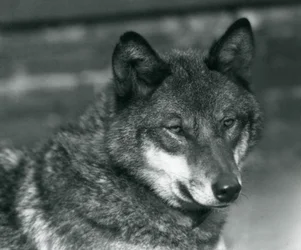 Ein Grauwolf im Londoner Zoo, 1925