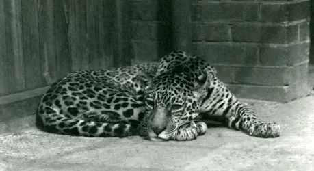 Ein Jaguar ruht im Londoner Zoo im Juni 1924