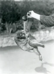 Ein Wickelbär hängt mit seinem Greifschwanz am Finger eines Tierpflegers, Londoner Zoo, September 1925