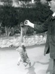 Ein Kinkajou, der kopfüber an seinem Greifschwanz vom Finger eines Pflegers hängt, Londoner Zoo, September 1925