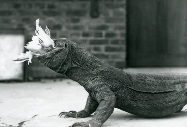 Ein Komodowaran frisst ein Huhn im Londoner Zoo im August 1928