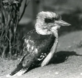 Ein lachender Kookaburra im Londoner Zoo im April 1925