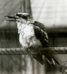 Ein Lachender Hans im Londoner Zoo im Oktober 1924