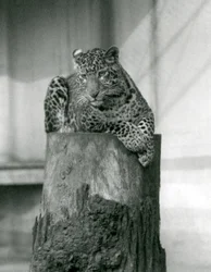 Ein Leopard liegt auf der Spitze eines Baumstumpfes, Londoner Zoo