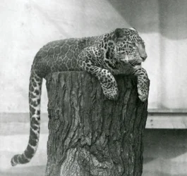 Ein Leopard, der auf einem Baumstumpf liegt, während sein Schwanz dahinter herabhängt, Londoner Zoo