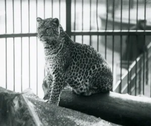 Ein Leopard sitzt auf einem Baumstamm in seinem Gehege im Londoner Zoo, September 1925