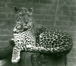 Ein Leopard sitzt auf einem Baumstumpf im Londoner Zoo, 1924
