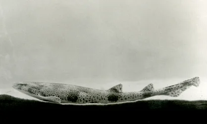 Ein Kleingefleckter Katzenhai im Londoner Zoo, 1924