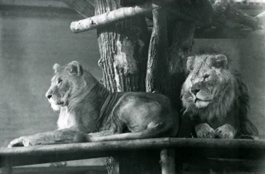 Ein Löwe und eine Löwin ruhen auf einer hohen Plattform in ihrem Gehege, London Zoo 1929