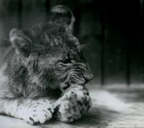 Ein Löwenjunges, fütternd im ZSL Londoner Zoo im Jahr 1927