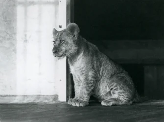 Ein Löwenjunges sitzt auf dem Boden im Londoner Zoo im Jahr 1930 (s/w Foto)
