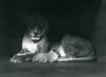 Eine Löwin und ein Junges liegen im Schatten an der Rückseite ihres Geheges, Londoner Zoo, Oktober 1925