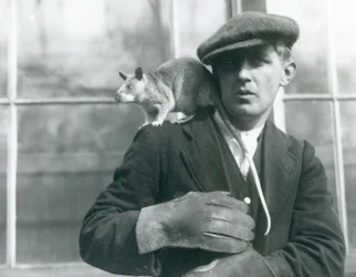 Eine madagassische Riesenspringratte sitzt auf der Schulter ihres Wärters, Londoner Zoo