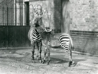 Ein Bergzebra und sein Fohlen im Londoner Zoo im Jahr 1929