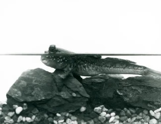 Ein Schlammspringer, ruht auf untergetauchten Felsen, mit den Augen über Wasser, London Zoo