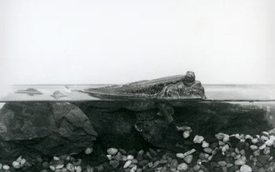 Ein Schlammspringer, der auf untergetauchten Felsen ruht, mit der oberen Hälfte seines Körpers über Wasser, London Zoo