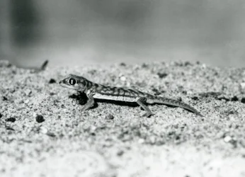 Ein namibischer Sandgecko/Webfußgecko steht auf Sand, London Zoo, September 1928 (s/w Foto)