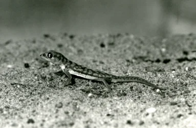 Ein Namib-Sandgecko/Web-Fußgecko, der auf Sand steht, London Zoo, September 1928